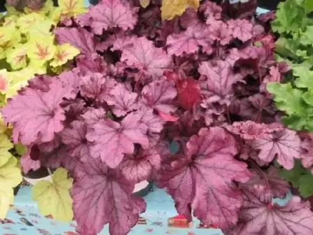 HEUCHERA 'Forever Purple'