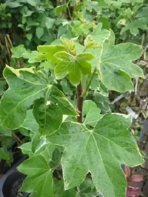 FATSHEDERA lizei 'Variegata' - image 1