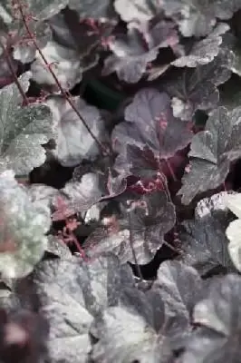 HEUCHERA 'Midnight Rose'