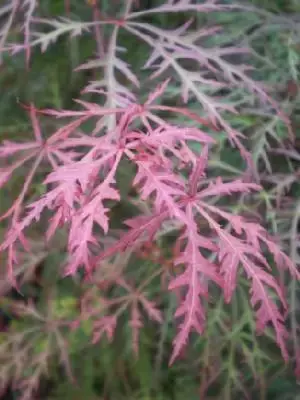 ACER palmatum dissectum 'Baldsmith' - image 1