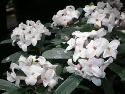 DAPHNE x transatlantica 'Eternal Fragrance'