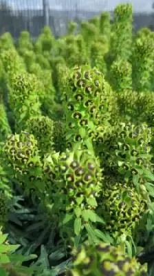 EUPHORBIA characias 'Black Pearl'