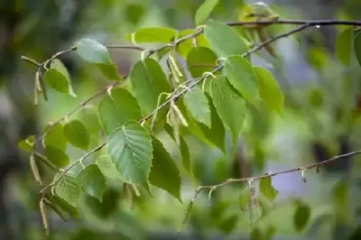 BETULA nigra