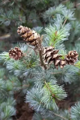 PINUS parviflora 'Negishi' - image 3