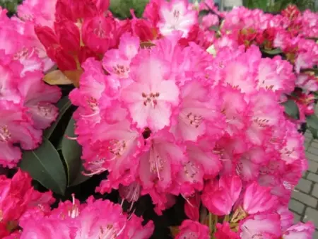 RHODODENDRON 'XXL'