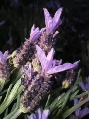 LAVANDULA stoechas