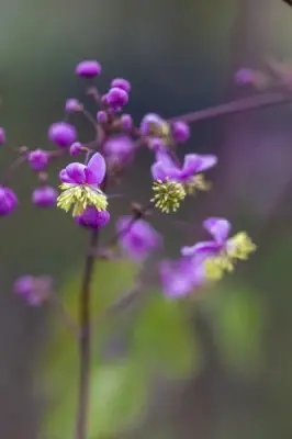 THALICTRUM rochebrunianum - image 4