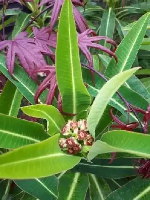 EUPHORBIA mellifera - image 1