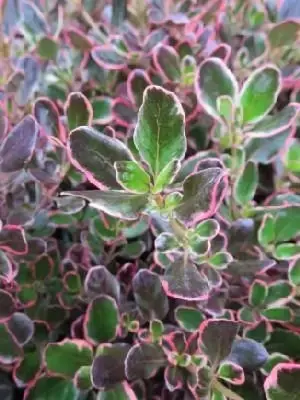 COPROSMA repens 'Pacific Dawn'