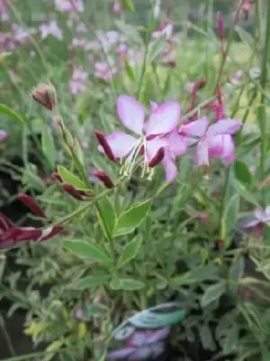 GAURA 'Freefolk Rosy'