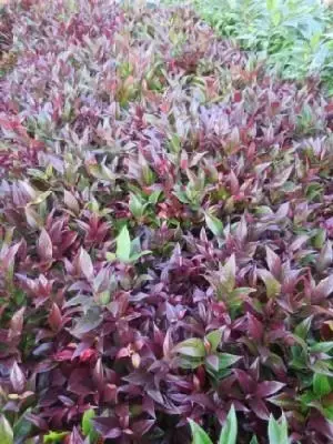 LEUCOTHOE 'Little Flames'