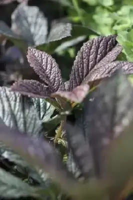 RODGERSIA 'Bronze Peacock' - image 1