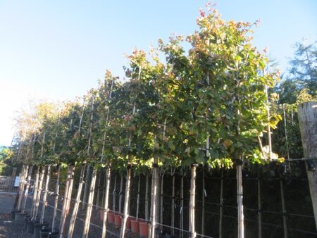 PARROTIA persica 'Bella'