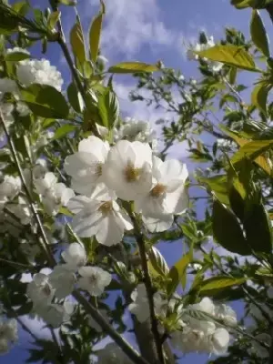 PRUNUS 'Shirotae'