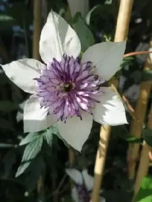 CLEMATIS florida 'Sieboldiana'