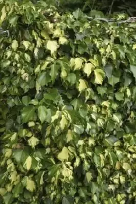 HEDERA helix 'Goldheart'