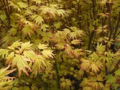 ACER palmatum 'Orange Dream' - image 1