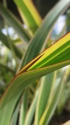 PHORMIUM cookianum 'Tricolor'