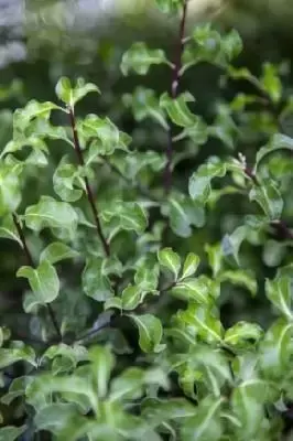 PITTOSPORUM tenuifolium 'Coxhill Gold'