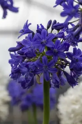 AGAPANTHUS africanus 'Blue' - image 2