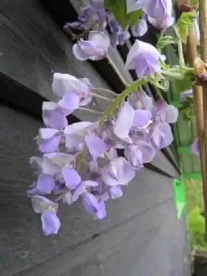 WISTERIA brachybotrys 'Okayama' - image 1