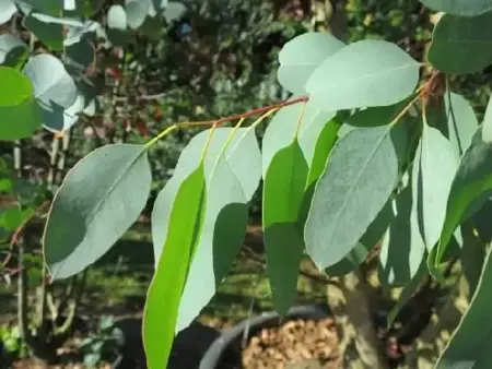 EUCALYPTUS gunnii