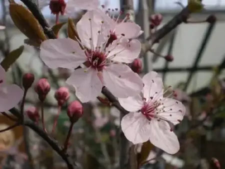 PRUNUS cerasifera 'Pissardii'