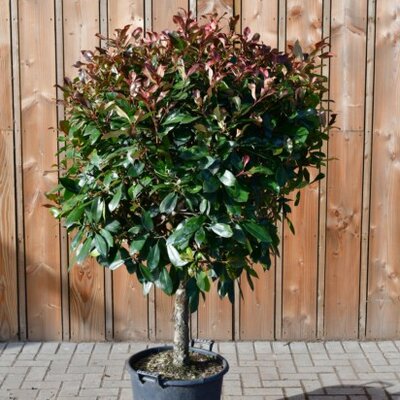 PHOTINIA x fraseri 'Red Robin'