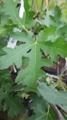 Ficus carica 'Ice Crystal' (FIG)