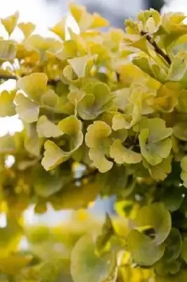 GINKGO biloba 'Mariken' - image 1