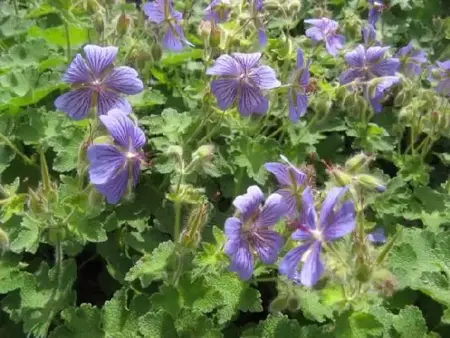 GERANIUM 'Philippe Vapelle' - image 1