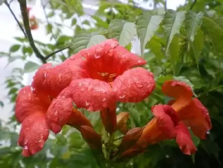 CAMPSIS x tagliabueana 'Madam Galen'