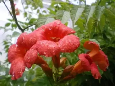 CAMPSIS x tagliabueana 'Madam Galen'