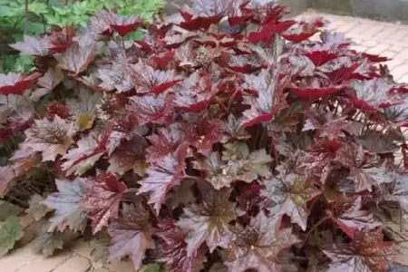 HEUCHERA villosa 'Palace Purple'