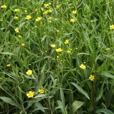 RANUNCULUS flammula - image 1