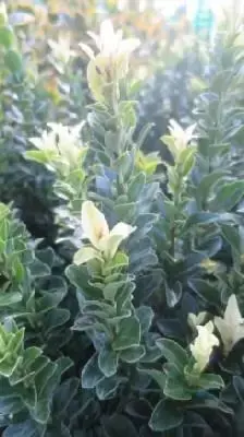 EUONYMUS japonicus 'Paloma Blanca'