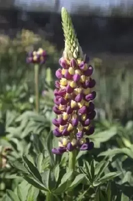 LUPINUS West Country 'Manhattan Lights'