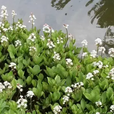 PONTEDERIA cordata 'Alba'