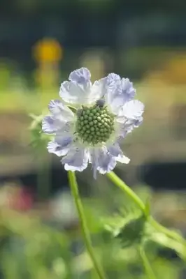 SCABIOSA caucasica 'Goldingensis' - image 1