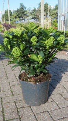 SKIMMIA japonica 'White Globe'