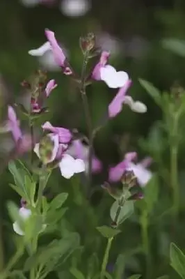 SALVIA greggii 'Joy' - image 1