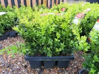 BUXUS sempervirens