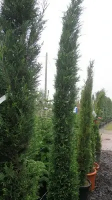 CUPRESSUS sempervirens 'Pyramidalis'