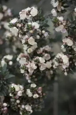 MYRTUS communis tarentina