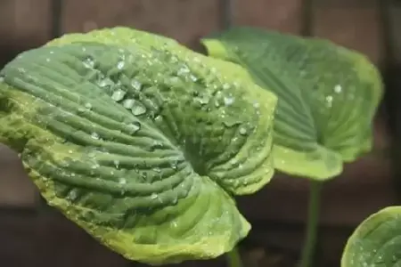 HOSTA 'Guacamole'