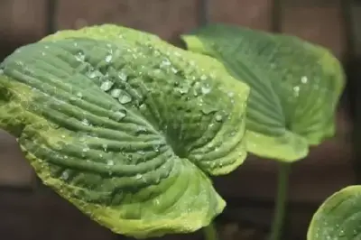 HOSTA 'Guacamole'