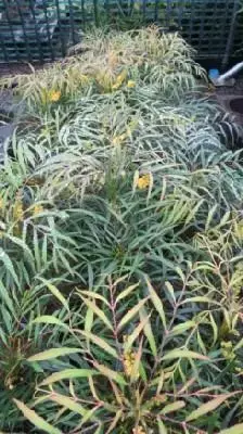 MAHONIA eurybracteata 'Soft Caress' - image 1