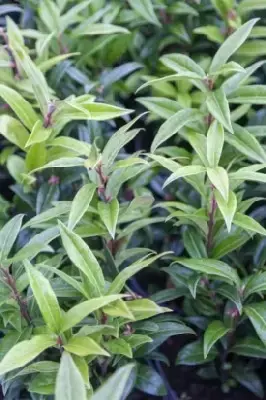 SARCOCOCCA hookeriana 'Winter Gem' - image 1