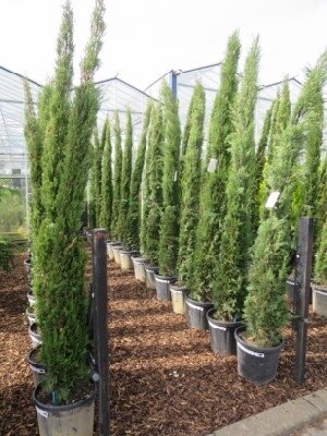 CUPRESSUS sempervirens 'Pyramidalis'