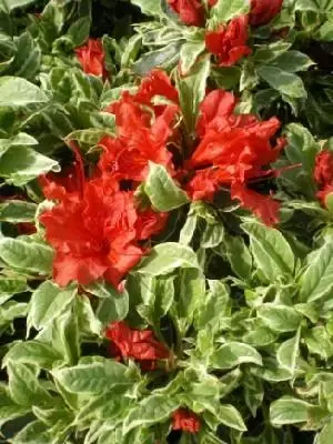 AZALEA 'Hot Shot' - image 1